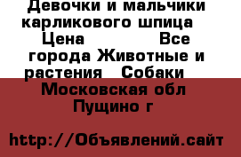 Девочки и мальчики карликового шпица  › Цена ­ 20 000 - Все города Животные и растения » Собаки   . Московская обл.,Пущино г.